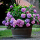 ✨Last Day 60% OFF - Outdoor Artificial Hydrangea Flowers💐