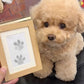 💖LAST DAY SALE 49% OFF🐶🐱Pet Paw Printing Kit