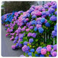 ✨Last Day 60% OFF - Outdoor Artificial Hydrangea Flowers💐