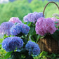 ✨Last Day 60% OFF - Outdoor Artificial Hydrangea Flowers💐