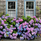 ✨Last Day 60% OFF - Outdoor Artificial Hydrangea Flowers💐